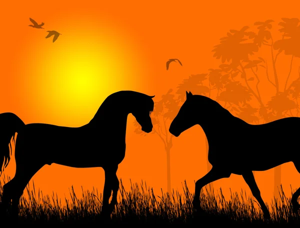 Two horses at sunset — Stock Vector