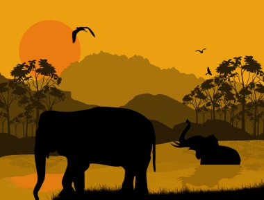 gün batımında fil