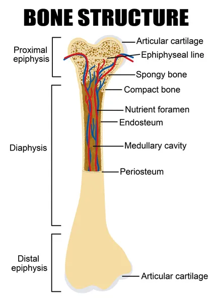 Schema di anatomia ossea umana — Vettoriale Stock