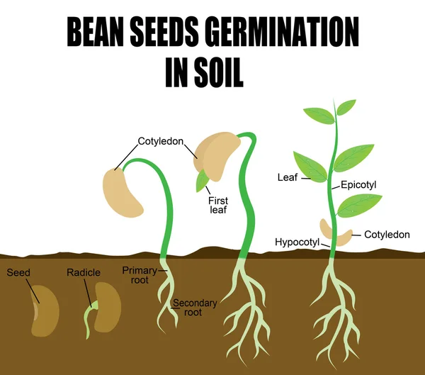 Séquence de germination des graines de haricots — Image vectorielle