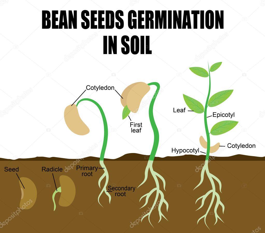 for 1st standard chart â bean seeds Stock Sequence germination of Vector for 1st standard chart â bean seeds Stock Sequence germination of Vector