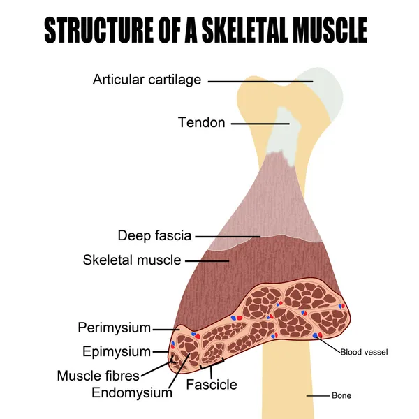 Struttura di un muscolo scheletrico — Vettoriale Stock