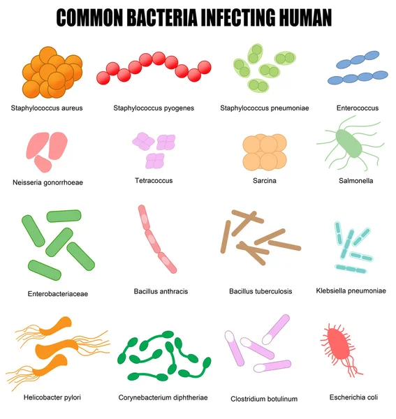 Bacterias comunes que infectan humanos — Vector de stock