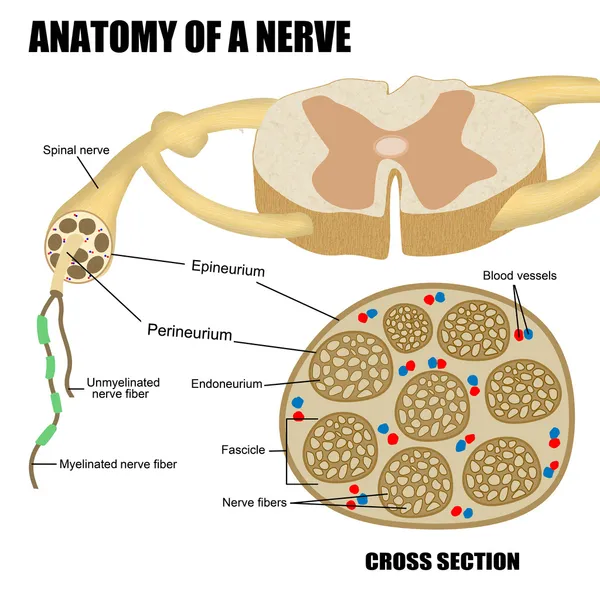 Анатомия нерва — стоковое фото
