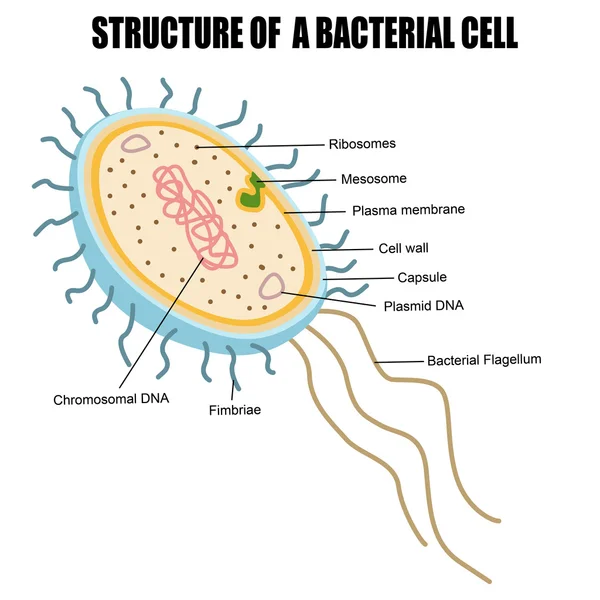 Estructura de una célula bacteriana — Vector de stock