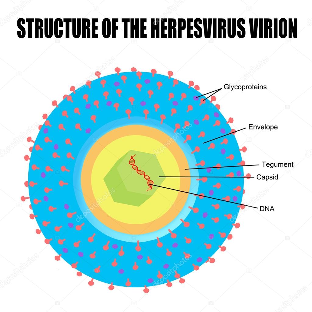 Structure of herpes virus