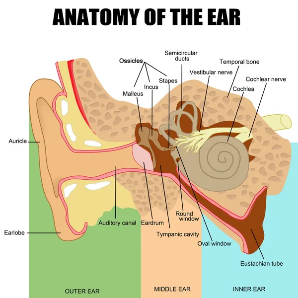 Anatomía del oído humano — Vector de stock