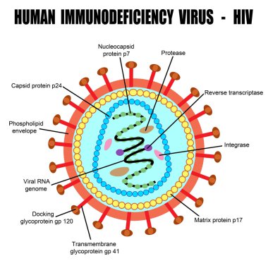 Structure of human immunodeficiency virus clipart
