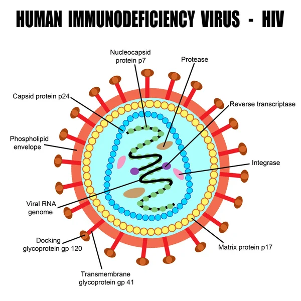 Estructura del virus de la inmunodeficiencia humana — Vector de stock