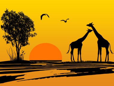 Afrika'da iki zürafa siluet