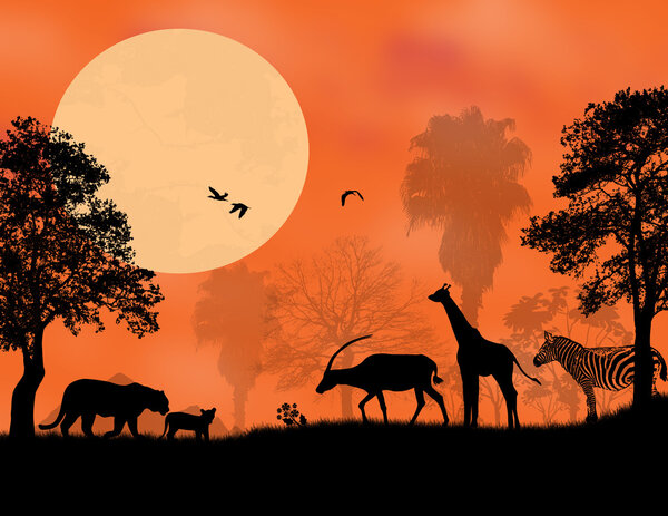 Sunset Safari