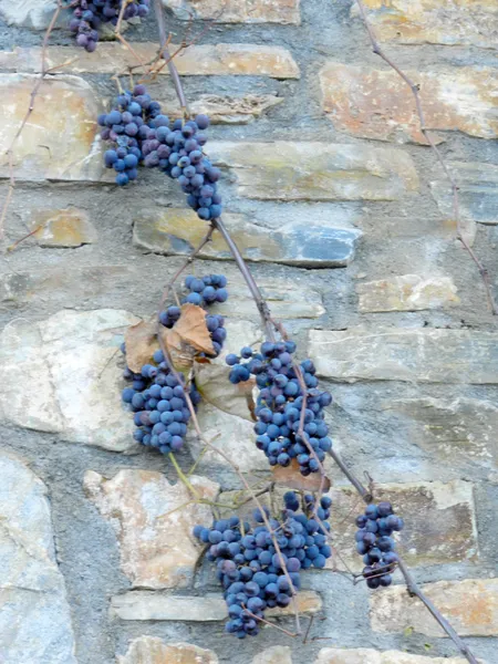 Uvas negras en pared de piedra — Foto de Stock