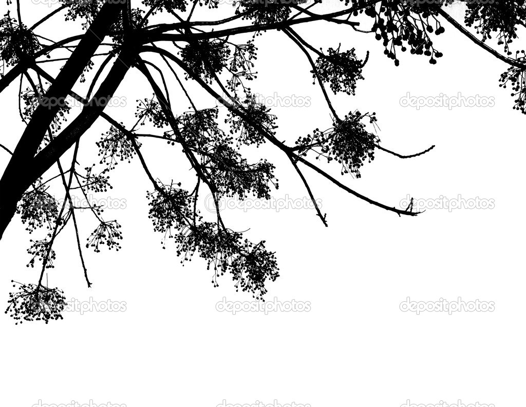 Black Alder tree branches 