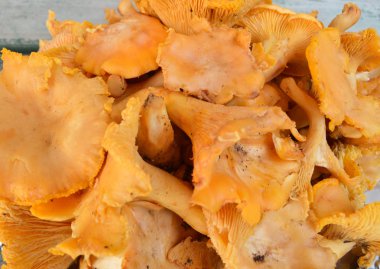 Ahşap arka planda mantarlar