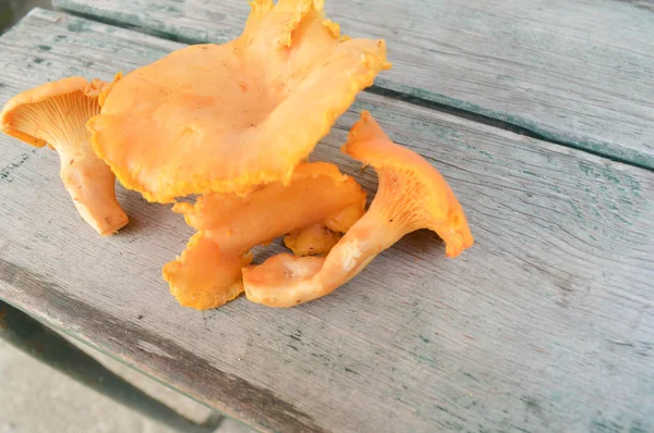 木制背景的蘑菇 — 图库照片