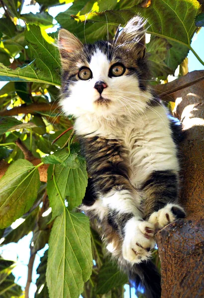 Lindo Gatito Sentado Alto Las Ramas Árbol —  Fotos de Stock