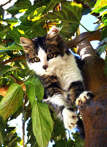 Niedliches Kätzchen Klettert Von Den Ästen Eines Baumes Herunter — Stockfoto