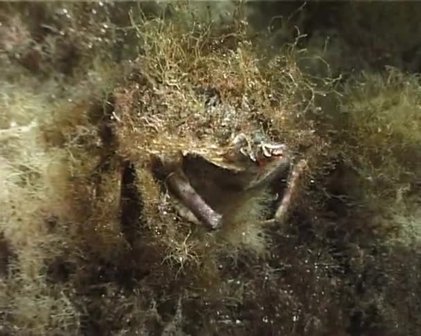 螃蟹 — 图库视频影像