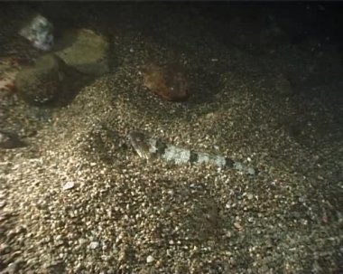 lizardfish bilinen synodus saurus