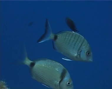 Diplodus Sargus