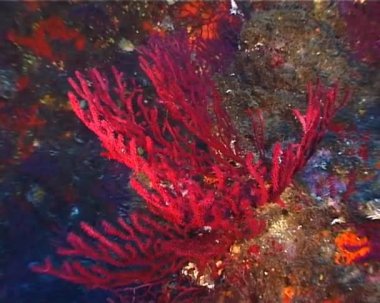 Paramunicea Clavata