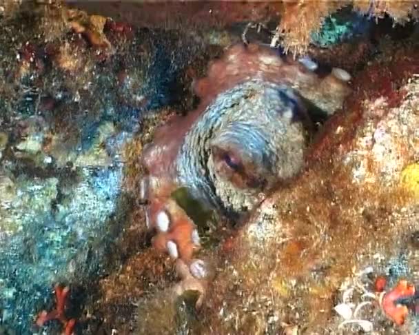 章鱼 — 图库视频影像
