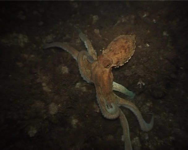 "Octopus Macropus" — Stock video