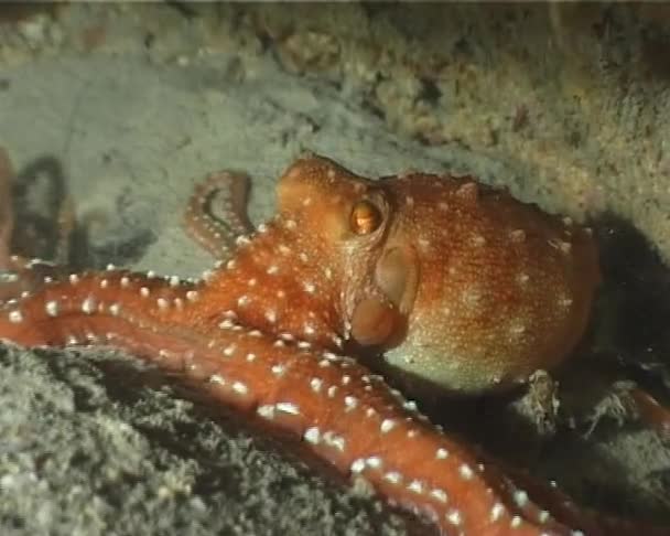 "Octopus Macropus" — Stockvideo