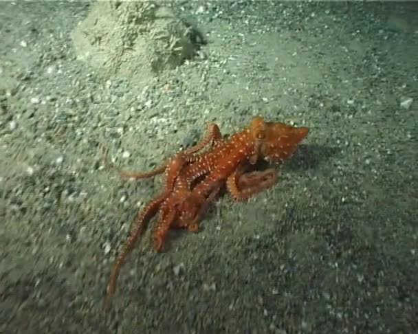 "Octopus Macropus" — Stockvideo