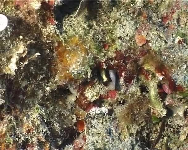 Un Blenny sort par son trou .