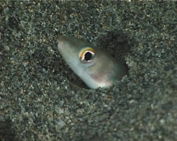 Un ariosoma qui sort du sable . — Video