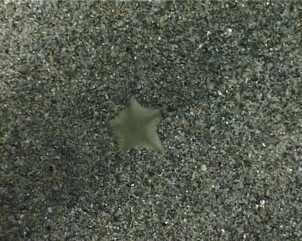 Técnica de camuflaje Starfish . — Vídeos de Stock