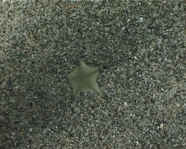 Technique de camouflage étoile de mer .