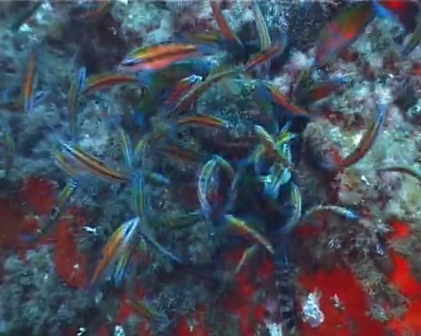 (Thalassoma Pavo) — Stok video