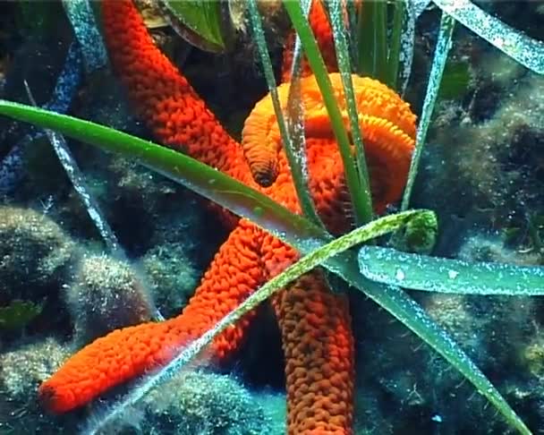 Red starfish — Stock Video