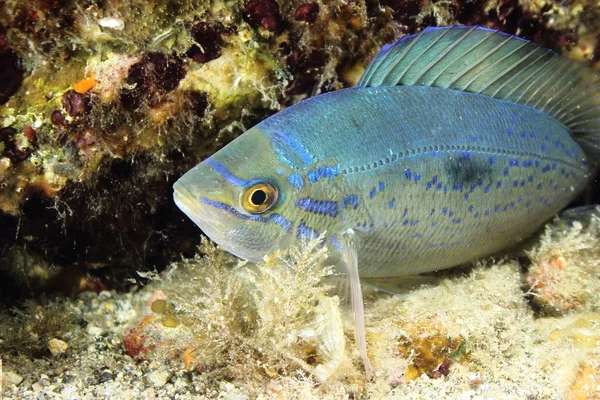 Spicara Smaris fish — Stock Photo, Image