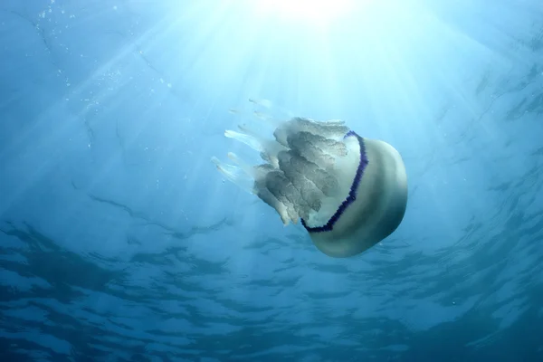 Medusas. — Foto de Stock