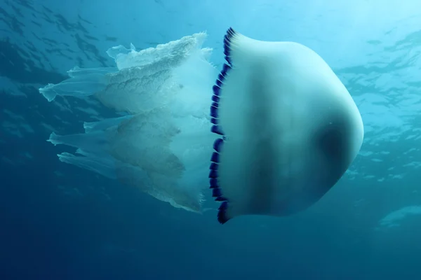 Medusas. — Foto de Stock