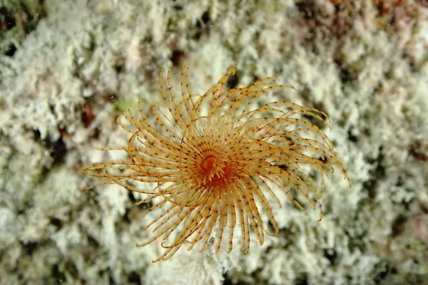 Sea Spirographus — Stock Photo, Image