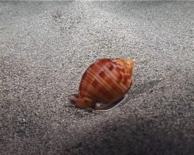 Deniz kabuğu time-lapse