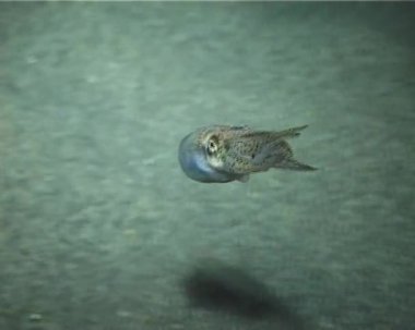 küçük mürekkep balığı