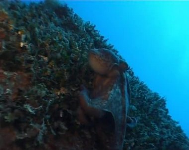 Ahtapot ve kabarcıklar