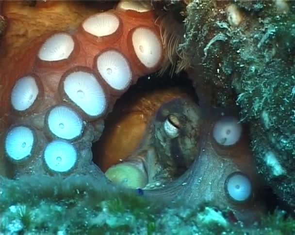 Octopus en damselfish — Stockvideo