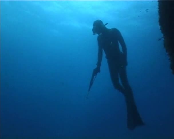 Apnea diver hunter — Stock Video