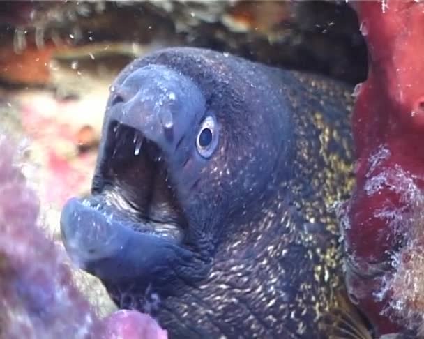 Moray anguila — Vídeos de Stock