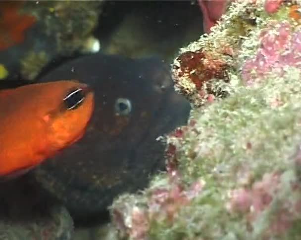 Czerwona ryba — Wideo stockowe