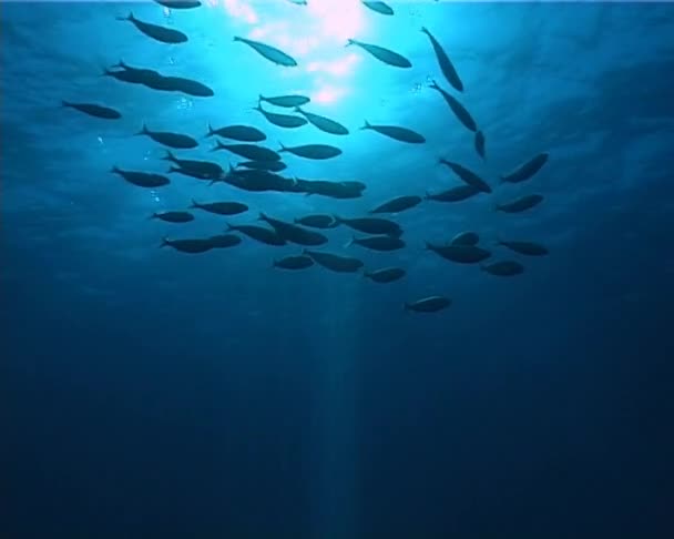 Poissons contre-jour 