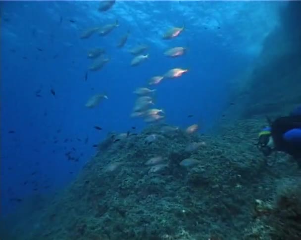 Underwater scene — Stock Video