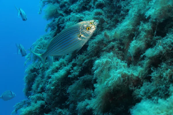 Sarpa Salpa peces —  Fotos de Stock