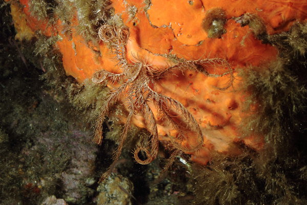 Feather Starfish (Crinoid) on a red sponge. Shot in the wild, nighttime.